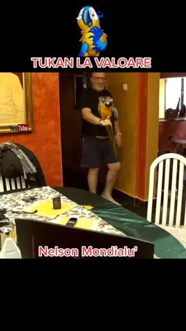 @rella__23  Nelson detronat de TUKAN 🔝 @nelsonmondialuoficial https://youtu.be/0wvjU2hD4zA