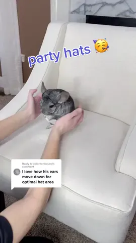 Reply to @elderitchhound  Phil loves to make room for his hats 🥳 #chinchilla #tryon #videoreply #adorable