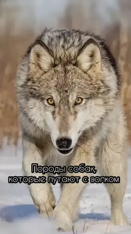 #собаки #волк #чехословацкийволчак #сарлоса #хаски #маламут #волкособ #зсл #лайка