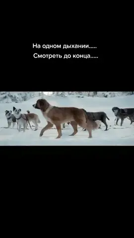 #смотретьдоконца#видеососмыслом#клип#кино#собаки#Аляска