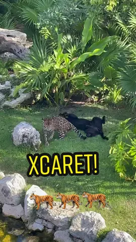 🐅 XCARET! 🇲🇽 #xcaret #mexico #cancun #cancun #rivieramaya #traveling #puma #tiger #animal #zoo #viral #amazing #4u #fyp