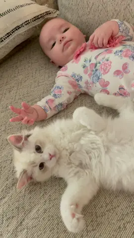 Wanted to try this trend with an old video I had. Clementine was being protective of Blossom. She wouldn't let me tickle her