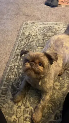 My adorable doggy brother! #ernie #shihtzu #grumpyoldman #adorable