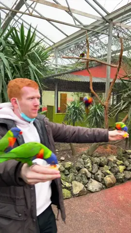 Would you dare to feed them? 🦜😂 #netherlands #birds #zoo #feed #cute #themepark #jungle #attraction #scream #fear #haha #fly #dutch #nl #fail