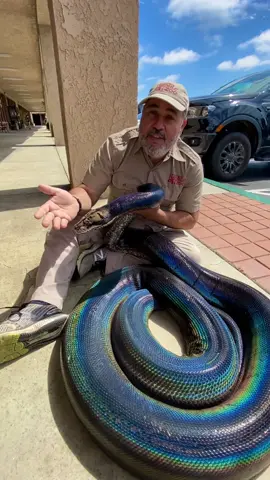 How beautiful is this giant rainbow snake 😱 #animals #animalsoftiktok #snake #reptiles #python #giant