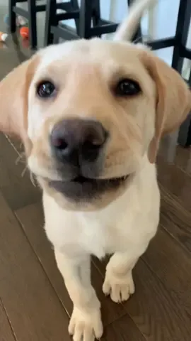 100% Purebred Good Boy 🐾💛 #yellowlab #labradorretriever #goodboy #dogsofttiktok #puppy #labpuppy #puppiesoftiktok #fyp