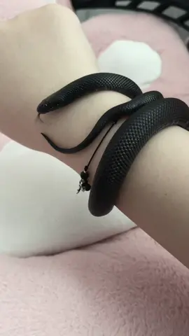 『오늘따라 더 반짝여 보이는 쿠미』_실물을 봐야 되는데 ㅜㅜㅜㅜ #킹스네이크#블랙킹#추천#추천떠라#fyp#おすすめ