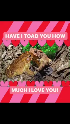 #greenscreen #rainfrog#frog#frogs#frogtok#frogsoftiktok#africanbullfrog#frogs#froggy#toad#bullfrog#dumpy#dumpytreefrog#ribbit#animals#ribbits#frogss#amphibian#toad#toads#toadsoftiktok#toadtok#toadtiktok#toadlady#frogsquishmallow#happyfrog#babyfrog#tadpole#tadpoles#poisiondartfrog#dartfrog#animalsinthewild#dirt#crazyfrog#animalfight#mc#friends#frogcontent#frogvideos#frogmusic#singing#sound#notes#leapfrog#singing#happy#happyfrog#water#fan#hidingfrog#call#croak