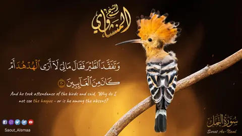 وَتَفَقَّدَ الطَّيْرَ فَقَالَ مَا لِيَ لَا أَرَى الْهُدْهُدَ   #الشيخ_المنشاوي_صوت_السماء #الشيخ_محمد_صديق_المنشاوى #محمد_صديق_المنشاوي #الشيخ_المنشاوي #المنشاوي #منشاوي #القران_الكريم #quran