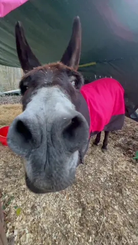 Up close today 🤣 #montethesingingdonkey #donkeysoftiktok #emptybowlblues #AVrboForTogether #SoFiBreakUpChallenge #yardgoblin #donkeytok #donkey #fyp