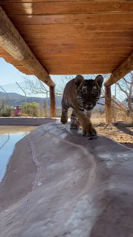 Look out you’re being stalked #stalker #tiger #cub #AVrboForTogether #SoFiBreakUpChallenge #AlaskaAirCAREoke