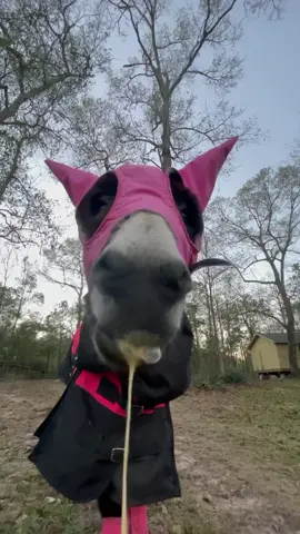 Orange juice anyone? #montethesingingdonkey #turdherd #yardgoblin #donkeysoftiktok #donkeytok #LaysGoldenDuet #AVrboForTogether #horsesoftiktok #fyp