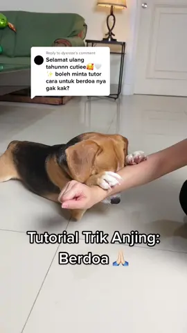 Reply to @dyxroze  Setiap anabul bisa melakukan progress sekecil apapun, beri dia hadiah/apresiasi, latih secara konsisten agar anabul terbiasa 🙏🏻❤️ | IG: ryuki.the.beagle #fyp #anjingpintar #anjinglucu