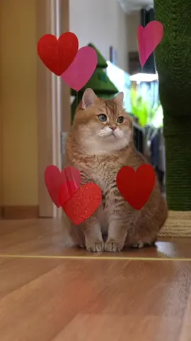 С Днём Святого Валентина! 💕 От меня вам всем сердечки!  #catsoftiktok #тиктокпэт #деньвлюбленных