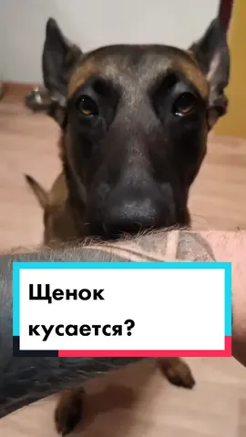#ЛетаК9 #малинуа #советы #кинолог #щенки #овчарка