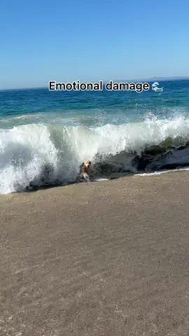 The 0.1s Maui disappeared in the wave 🥲missing Lake Michigan #westcoast #wave #goldenretriever #dogsoftiktoks #emotionaldamage