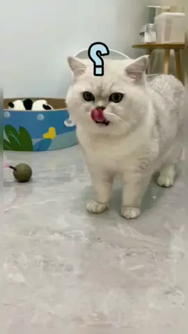 dinner is ready#cats #petcat #fouyou #fouyoupage #spoon #eat #tiktok
