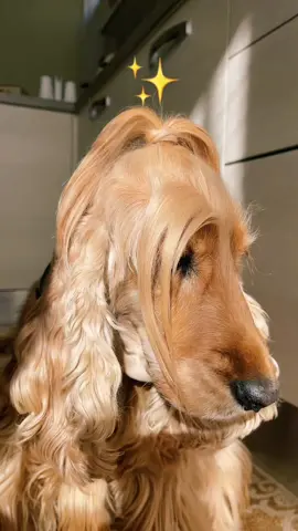✨Dalle bozze✨ #wendy #cocker #wendycocker #dogs #dog #neiperte #perte #cute #hair #blonde #fyp #beauty #pet #animals #viral #relax