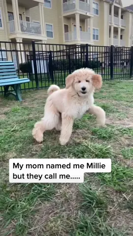#repost bc i forgot one of the most important nicknames🤣 #goldendoodle #goldendoodlesoftiktok #thatsnotmynamechallenge #fyp #doodlesoftiktok #doodle