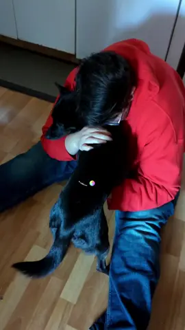 Cuddles! #formosanmountaindog #yoshifmd #cuddles #dogcuddles
