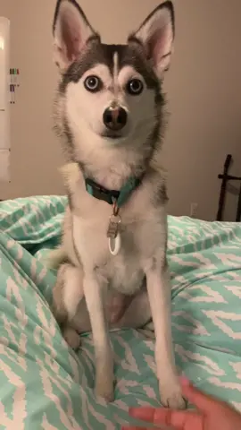 Can we just appreciate how cute she is?? 😭😭😭 #DogTraining #dogs #pets #husky #fyp