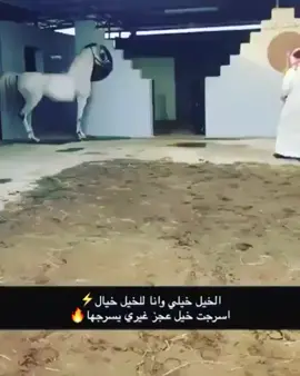 فايز#مربط #السالم #الوادي #نجران #خيل #يام