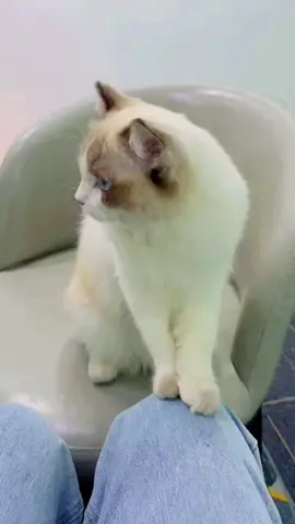 #cats #fouyou #pets #fouyou #fouyoupage #tiktok