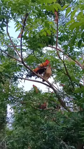 ไก่บ้านฉันชอบนอนบนต้นไม้🐓🐓