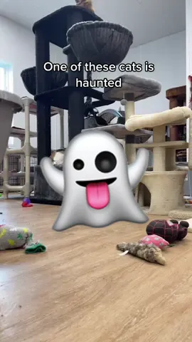 🙀👻 #haunted #cats #catsoftiktok #cagefree #ghosts #ghost #greenbear