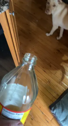 #fyp #fy #dog #doggos #dogsofttiktok