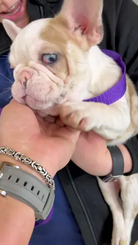 My sweet foster Cashmere got her forever home! #fyp #foryou #dogvideo #dog #rescuevideo #shelterdog #adoption #woosterohio