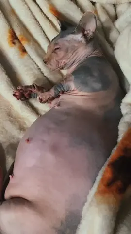 Your daily baby movin vid #sphynx #bambino #pregnantcat #pregnantsphynx #cats #hairlesscatsoftiktok #pregnantbambino