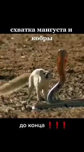 Поражает #мангуст #кобра #схватка
