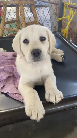Yes. Yes. YAS!! 🐾🐶💛💜💖 #labs #labrador #labradorretriever #labradorpuppy #labradorlover #lifewithlabradors #puppy #woof #dog #fyp