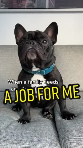 He always wants one limb to be touching us #frenchbulldog #dogsoftiktok #PetsOfTikTok #animallover #eminem #thislookslikeajobforme #SephoraLipLooks