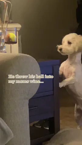 We don’t deserve dogs 🥺🥺 he was so sad lmao #dogsofttiktok #poodle #MakeItGucci #funnyvideos #SephoraLipLooks #ohnono