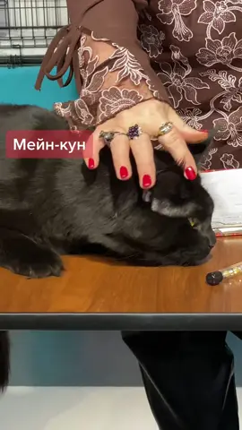 Мейн-кун #порталдляавторов #pet_gym #выставкакошек #тиктокпэт #необычныйпэт #самыйлюбимыйпитомец #узнайпропитомца #талантпитомца #мейнкун #мейнкуны