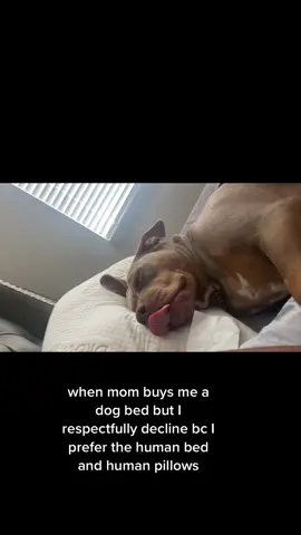 tuck me in and rub my belly #fyp #dogsofttiktok #doglover #dogmom #bulliesoftikitok #americanbully