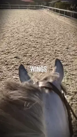 #дайтемнебелыекрылья #horse #horses #equestrian #лошади #конкур #showjumping #dressage #dressagehorse #выездка #галоп #canter