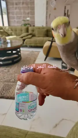 كروان نغمة النمر الوردي 😍😍#ComePlay
