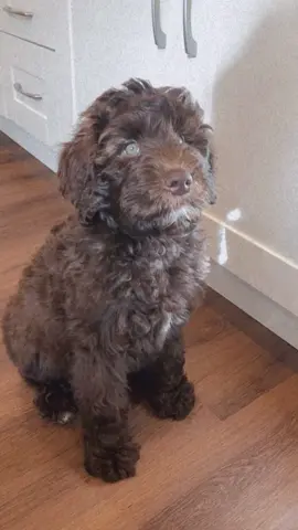 My most prized possession 🥰 #doodle #puppy #dogtok #dog #fyp #MakeItGucci #SephoraLipLooks