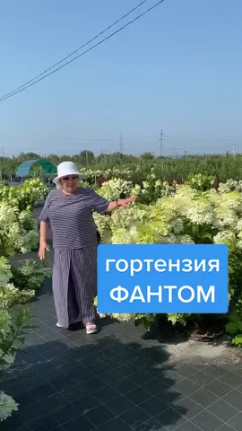 Заказ через интернет магазин. Ссылка в описании нашей странички #садовыйцентрверы #питомникверы #питомникгортензии #питомникрастений #гортензияфантом