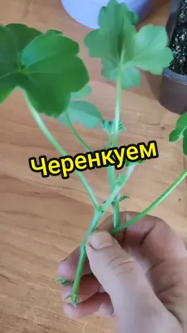 Ответ пользователю @marina196158 #герань #гераньуход 🌼🌼🌼
