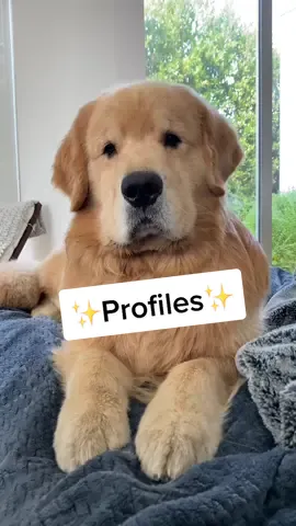 Angelic 😏 #dogsofttiktok #fluffy #goldenretriever #angles