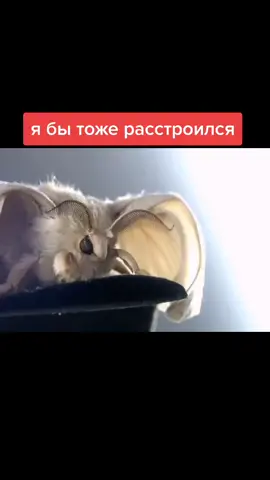 #мотылек #прикол