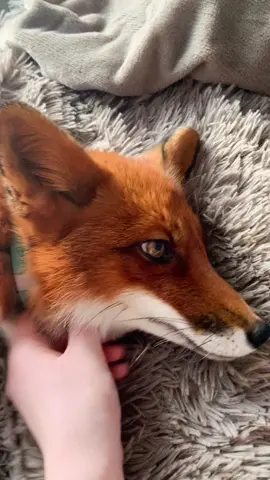 Лисий массаж🦊