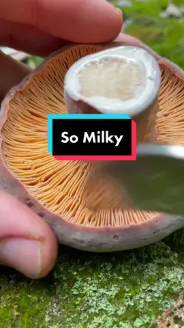 Let’s get milky (edible when cooked) #lactarius #milkcap #mushroommilk #milk #milky #mushrooms #fungi #mycology #oddlysatisfying #fascinatedbyfungi