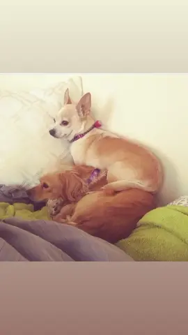 #lostdogs#stolendogs#stolendogsoftiktok#doglovers#missingdogsoflosangeles#missingdogs