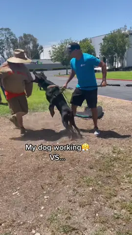He takes time off from work very seriously😤 #greenscreenvideo #fyp #doberman #protectiondog