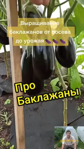 Когда сеять🍆➡️@dmitrii_dachnik #домисад #посевная2022 #баклажаны
